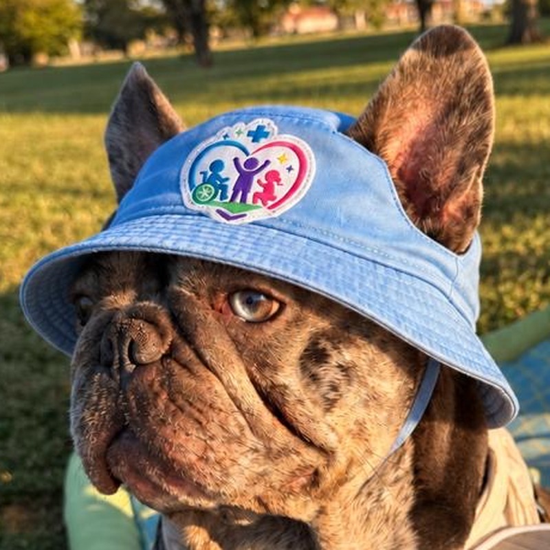 Biggie, the Little Hearts mascot, a brindle French bulldog in a light blue Little Hearts bucket hat.